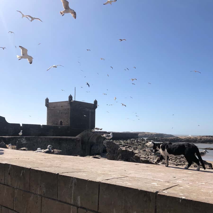 Essaouira: Private City Tour - Walking the medina, kasbah, and mellah