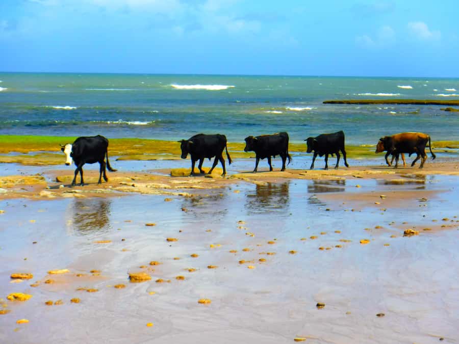 Essaouria: Beach & Big Dunes 2-Hour Quad Biking Tour - From the Ola Energy station to open Atlantic sand