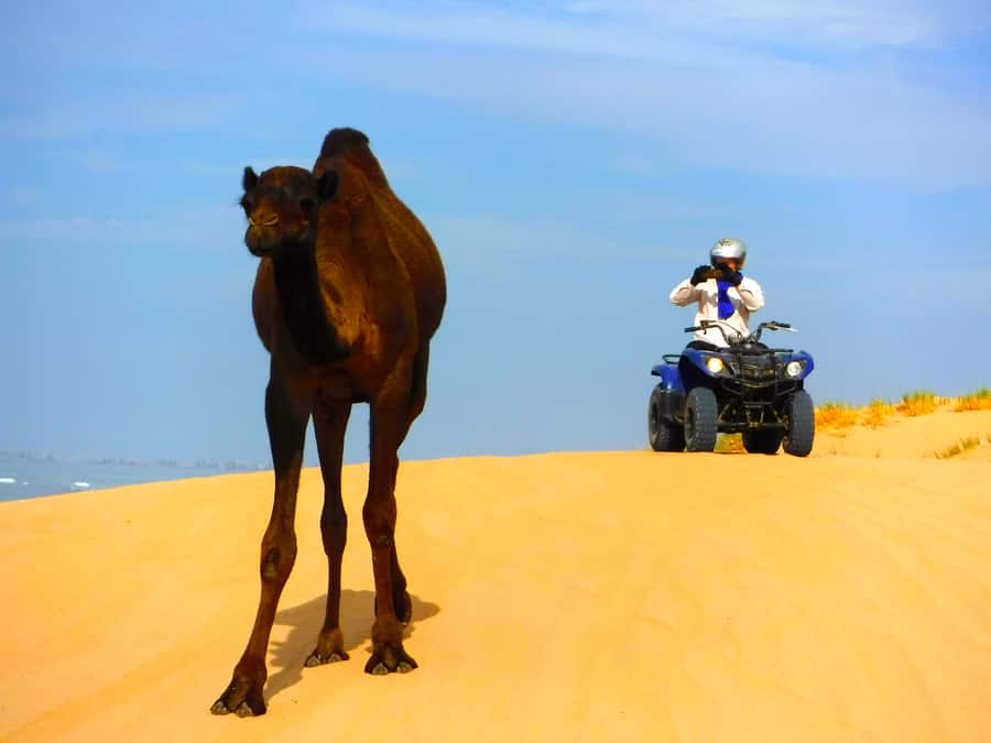 Essaouria: Beach & Big Dunes 2-Hour Quad Biking Tour - Booking details worth knowing before you go