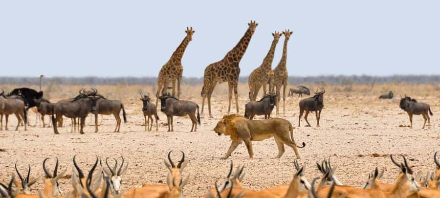 Etosha National Park: Full or Half-Day Game Drive - What the morning drive can reveal