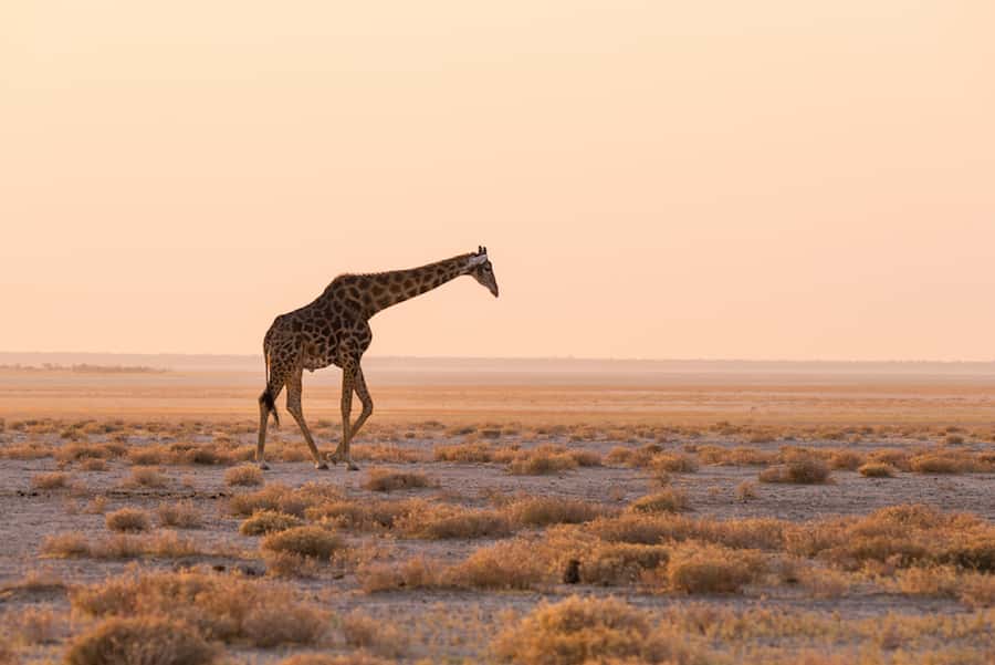 Etosha National Park: Full or Half-Day Game Drive - Stops at waterholes reward patience
