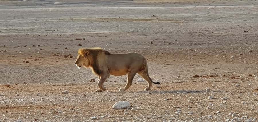 Etosha National Park: Full or Half-Day Game Drive - The one-hour midday break inside Etosha
