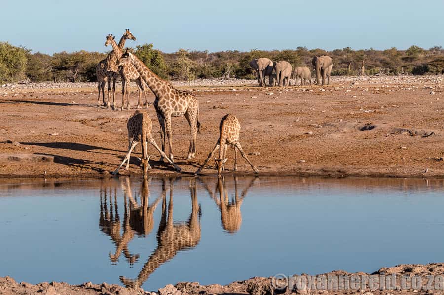 Etosha National Park: Full or Half-Day Game Drive - The afternoon drive completes the full-day experience