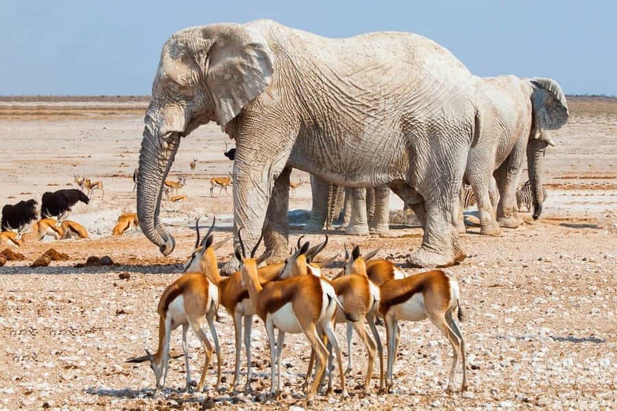 Etosha National Park: Full or Half-Day Game Drive - Choosing between five hours and a full day