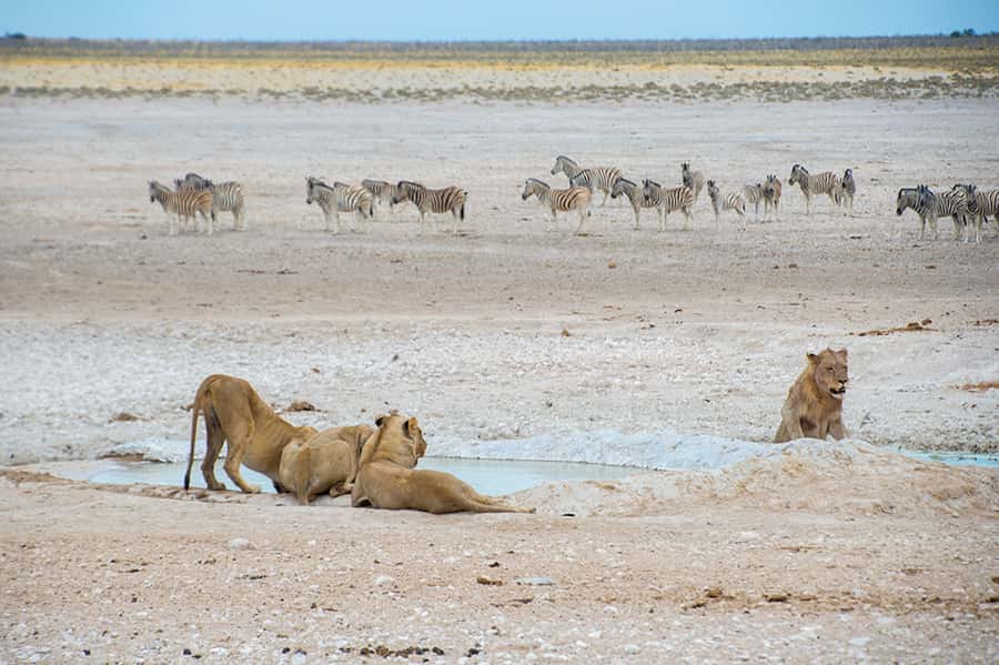 Etosha National Park: Full or Half-Day Game Drive - Who will get the most from this safari?