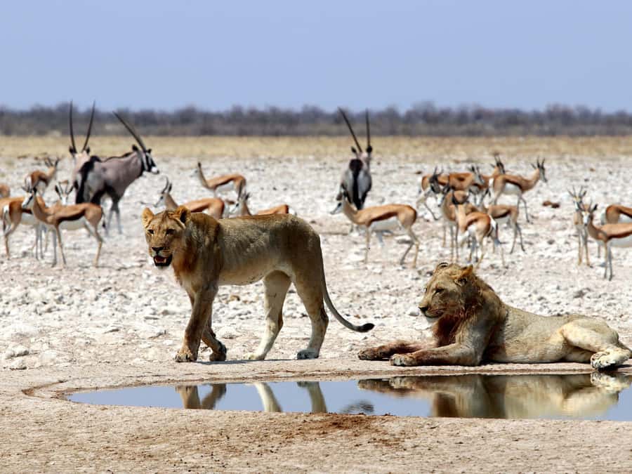 Etosha National Park: Full or Half-Day Game Drive - A route shaped by sightings, not a fixed script