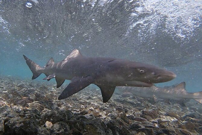 Experience on Sal Island with native and certified guide (including sharks) - Murdeira Bay and Monte Leão