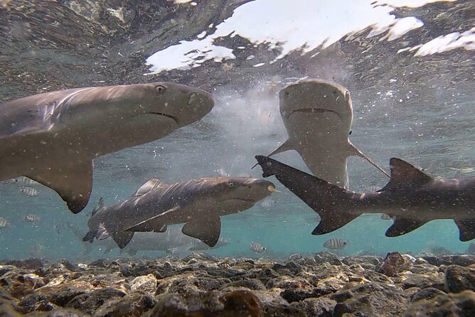 Experience on Sal Island with native and certified guide (including sharks) - The Mirage, Santa Maria, and Kite Beach