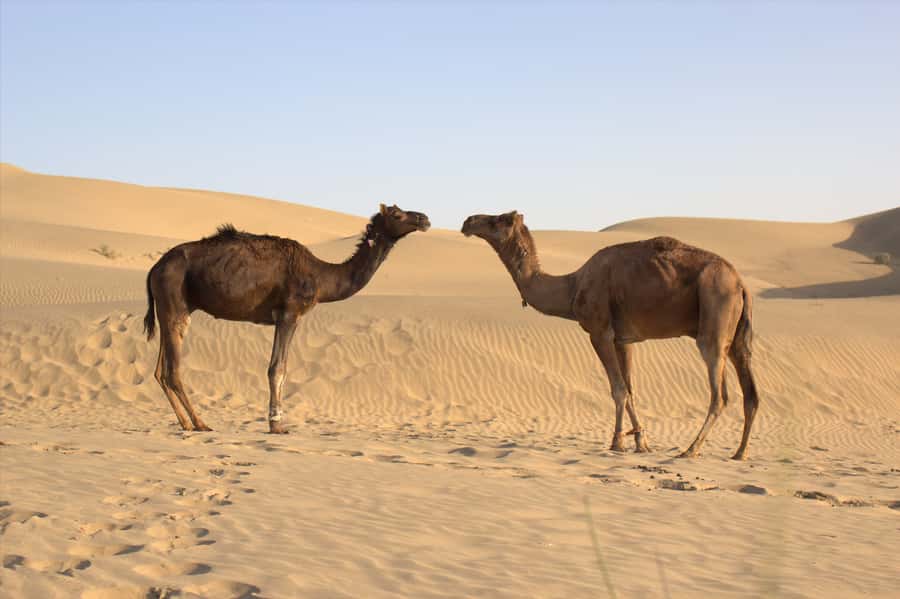From Agadir: 4×4 Jeep Sahara Desert Tour with Lunch - The Rasmouka mini-Sahara