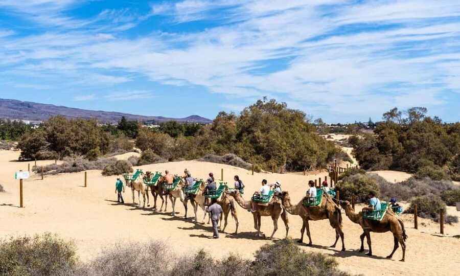 From Agadir: Camel Ride and Flamingo Trek - What the camel ride really offers