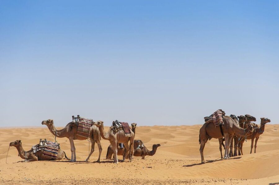 From Agadir: Camel Ride and Flamingo Trek - Mint tea, biscuits, and the photo question
