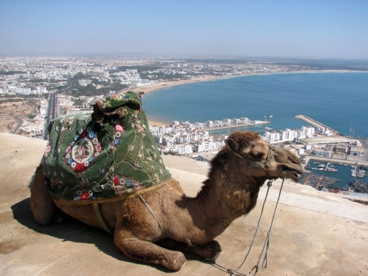 From Agadir: City Tour with Hotel or Port Transfers - The mosque exterior and Moroccan design