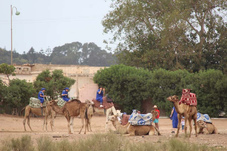 From Agadir or Taghazout: Camel Ride Berber Tour Experience - Mint tea, biscuits, and the optional barbecue