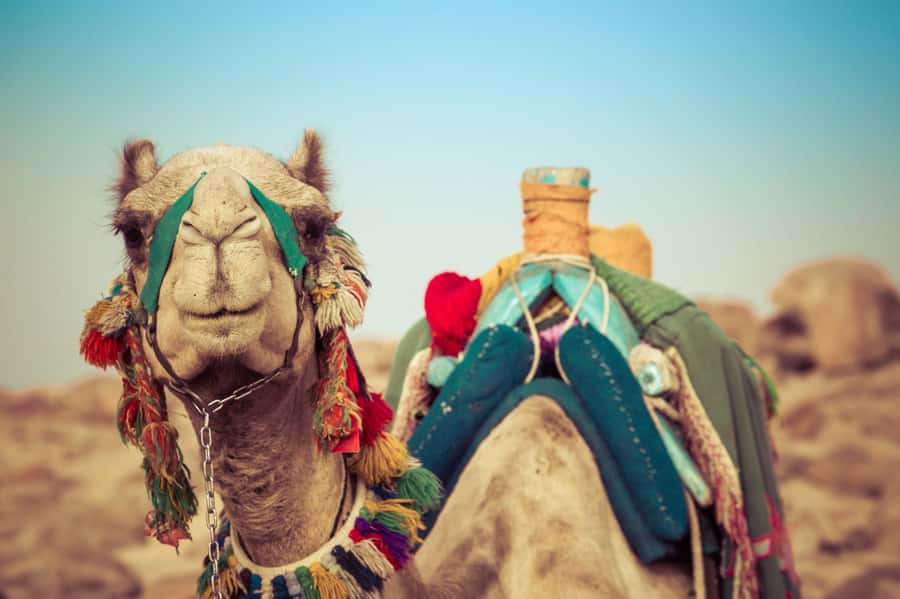 From Agadir or Taghazout: Camel Ride Berber Tour Experience - What $27 gets you