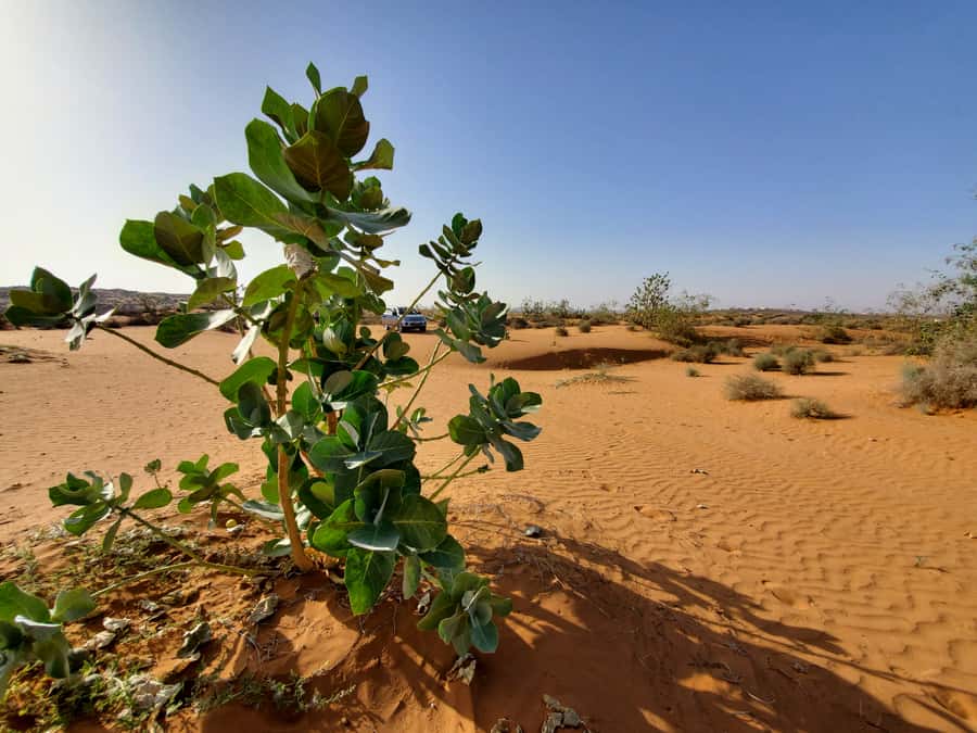 From Agadir: Sahara Desert Day Trip and Camel Ride - Who should book this day trip?