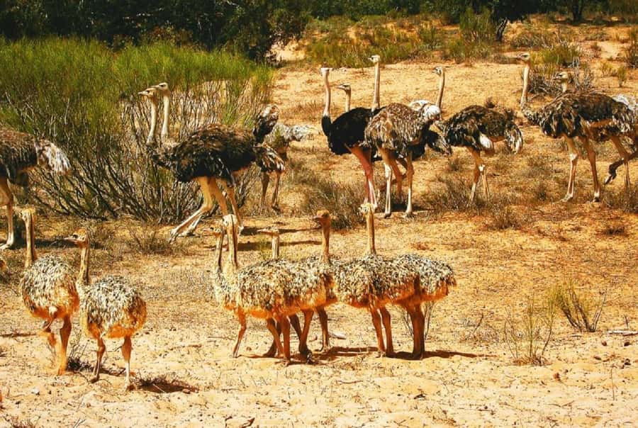 From Agadir: Souss-Massa National Park Tour with Lunch - A wildlife reserve built for rare Saharan species