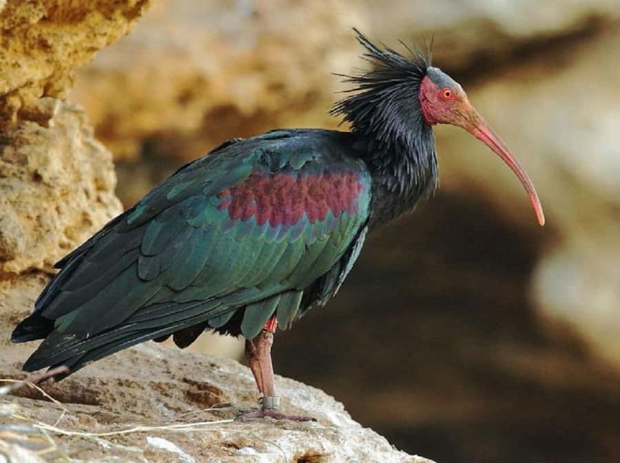From Agadir: Souss-Massa National Park Tour with Lunch - Tifnit village and the extra stops