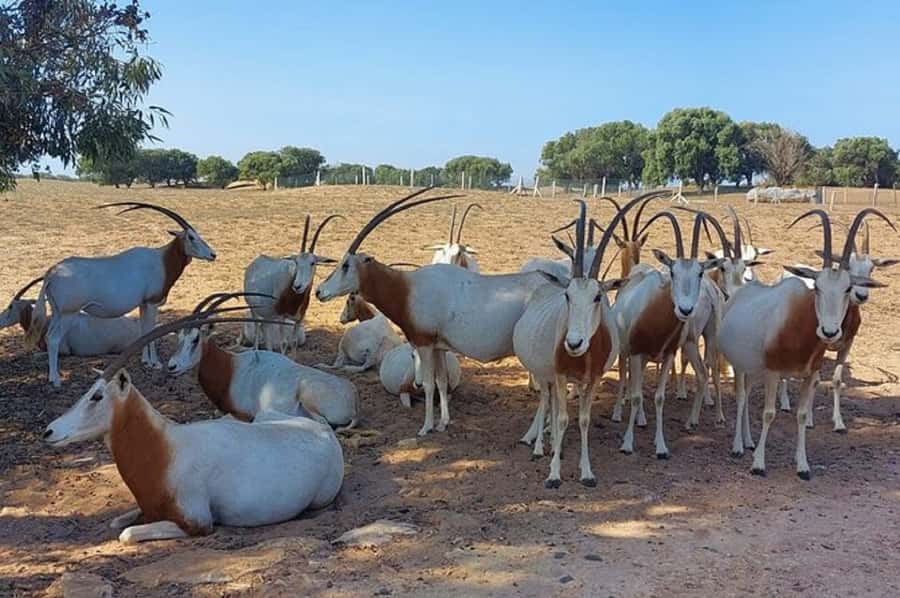 From Agadir: Souss-Massa National Park Tour with Lunch - The 4WD, group size, and comfort