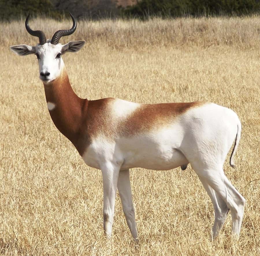 From Agadir: Souss-Massa National Park Tour with Lunch - Is $79 good value?