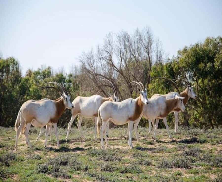 From Agadir: Souss-Massa National Park Tour with Lunch - What the 4WD safari is really like