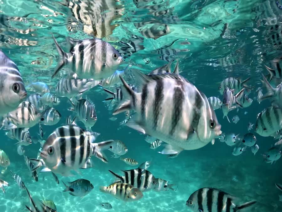From Blue Bay: Ile aux Cerfs Speedboat Excursion with BBQ - Grand River South East and the waterfall