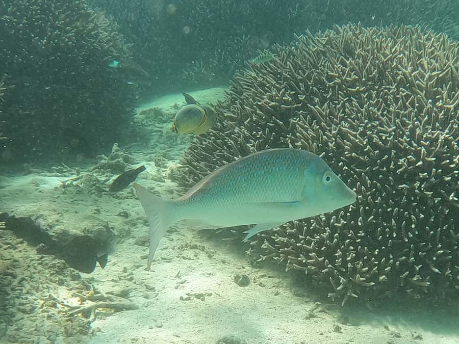 From Blue Bay: Ile aux Cerfs Speedboat Excursion with BBQ - Ile aux Aigrettes and the final swim
