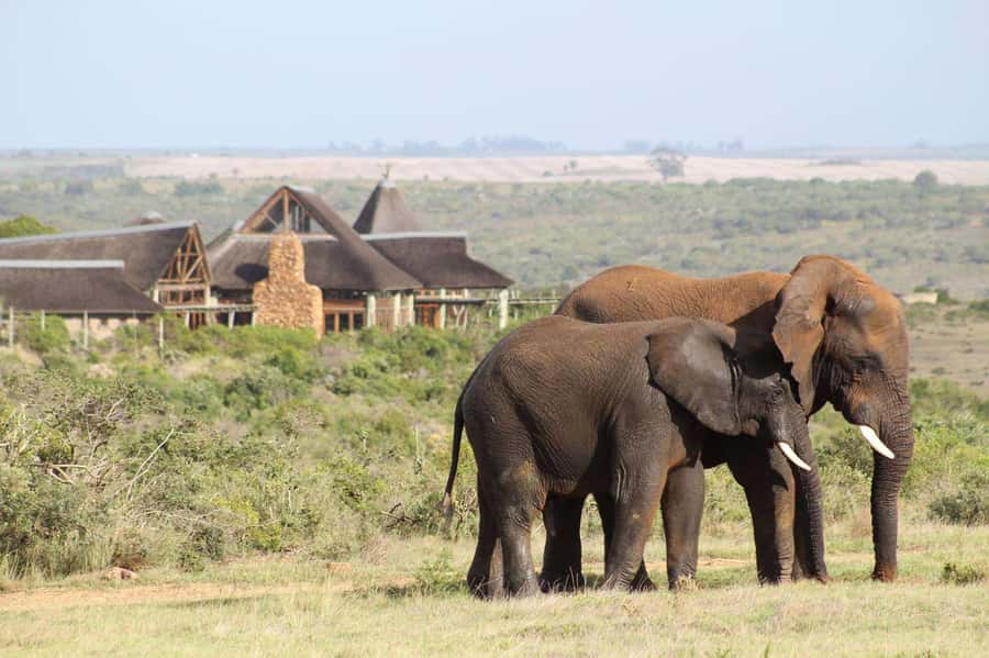 From Cape Town: 2-Day Safari at Garden Route Game Lodge - Hermanus brings whales and coastal views