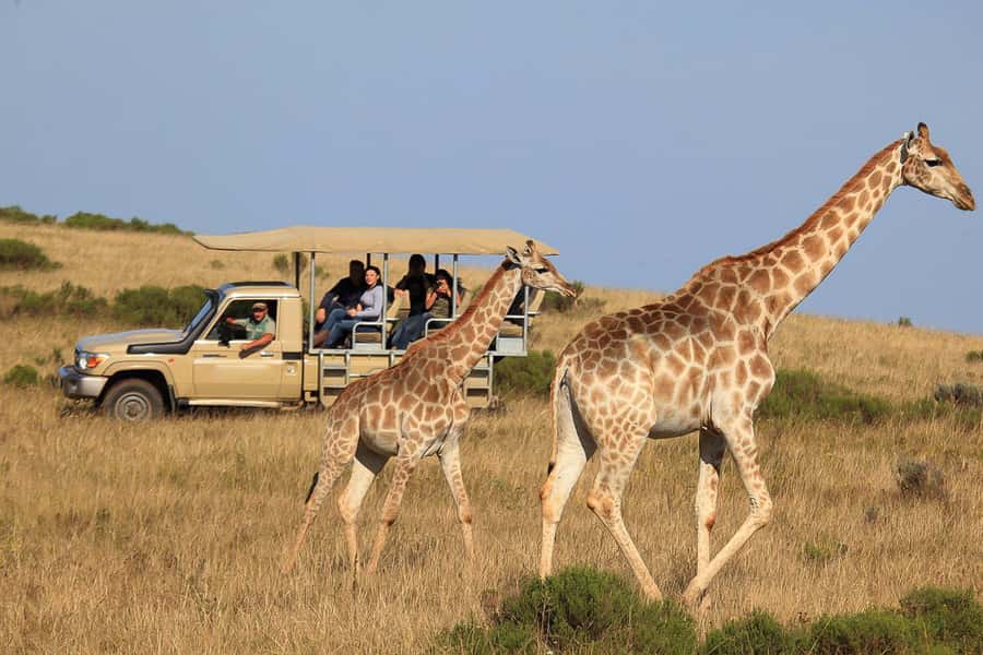 From Cape Town: 3-Day Garden Route Highlights and 4x4 Safari - Route 62 turns the first driving day into part of the trip