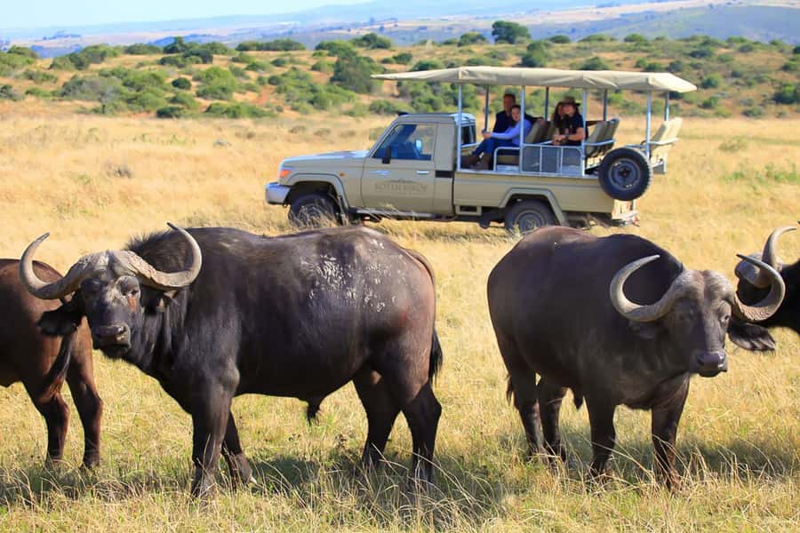 From Cape Town: 3-Day Garden Route Highlights and 4x4 Safari - Is $417 good value for three days?