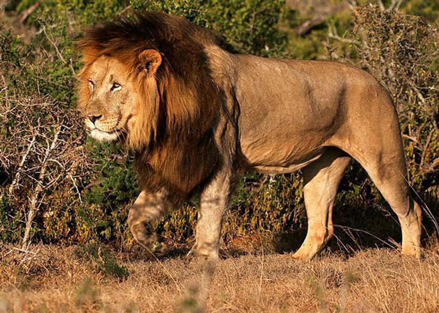 From Cape Town: 5-Day Best of Garden Route and Addo Safari - Day three: Addo elephants and free time in Jeffreys Bay
