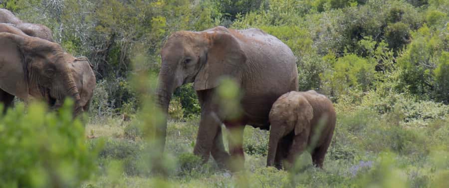 From Cape Town: 5-Day Best of Garden Route and Addo Safari - Day five: A better safari vehicle at Botlierskop