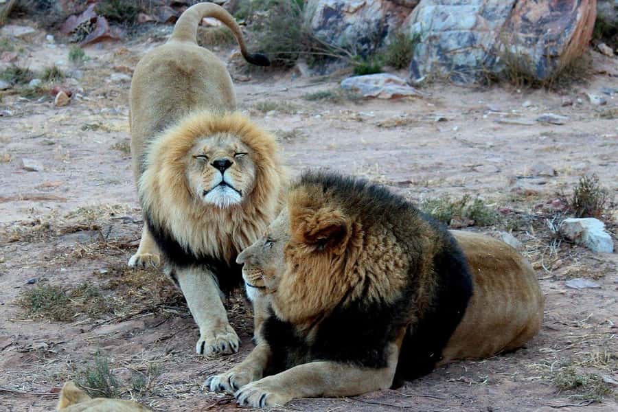 From Cape Town: Aquila Game Reserve Safari Tour with Lunch - Key points to know before booking