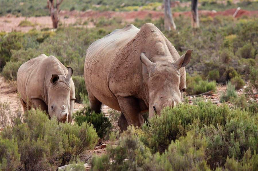 From Cape Town: Aquila Game Reserve Safari Tour with Lunch - Why Aquila works as a Cape Town day trip