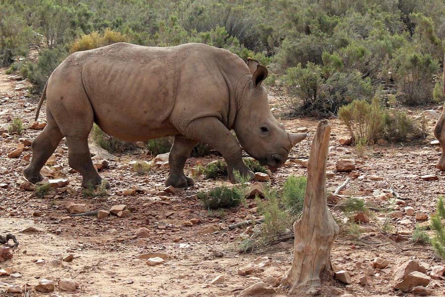 From Cape Town: Aquila Game Reserve Safari Tour with Lunch - Three hours searching for the Big Five