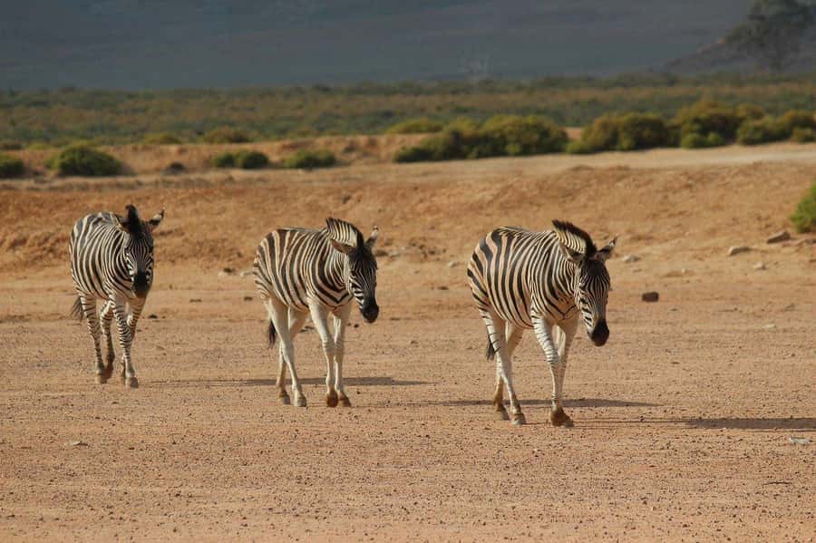 From Cape Town: Aquila Game Reserve Safari Tour with Lunch - Is Aquila a real safari or an open-air zoo?