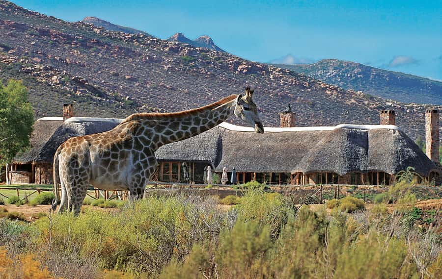 From Cape Town: Aquila Game Reserve Safari Tour with Lunch - What the $342 price really covers