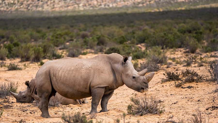 From Cape Town: Aquila Game Reserve Safari Tour with Lunch - Who should book this day out?
