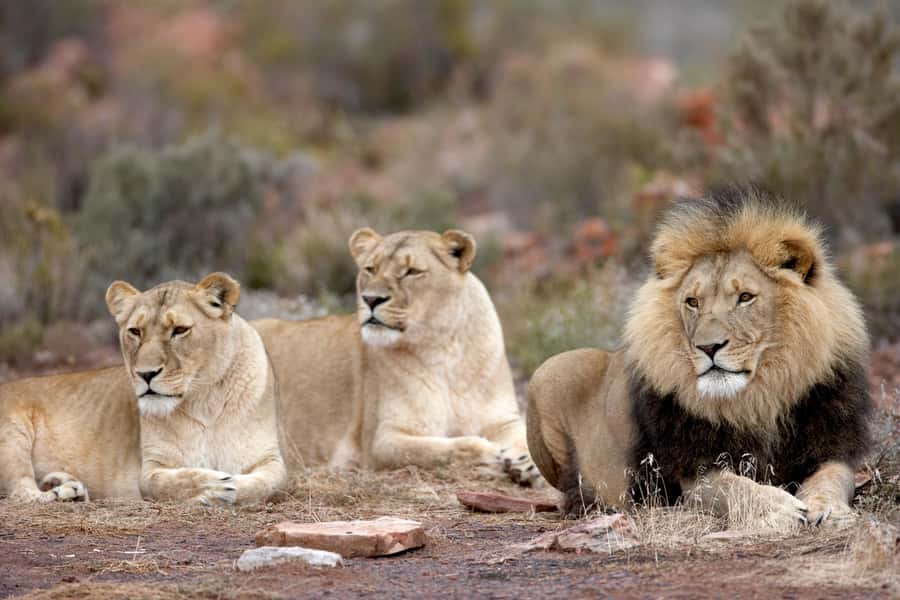 From Cape Town: Aquila Game Reserve Safari Tour with Lunch - Should you book Aquila Game Reserve?