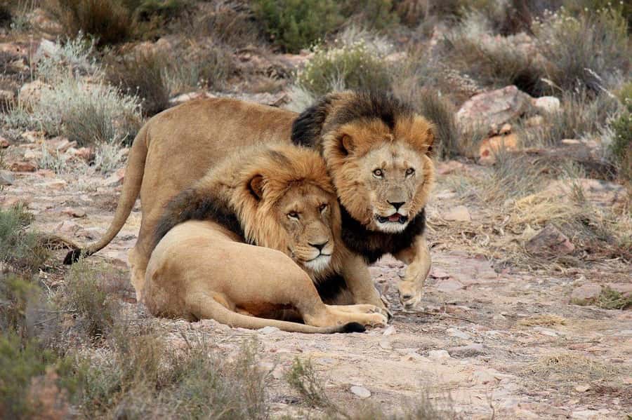 From Cape Town: Aquila Game Reserve Safari Tour with Lunch - The drive from Cape Town along the N1