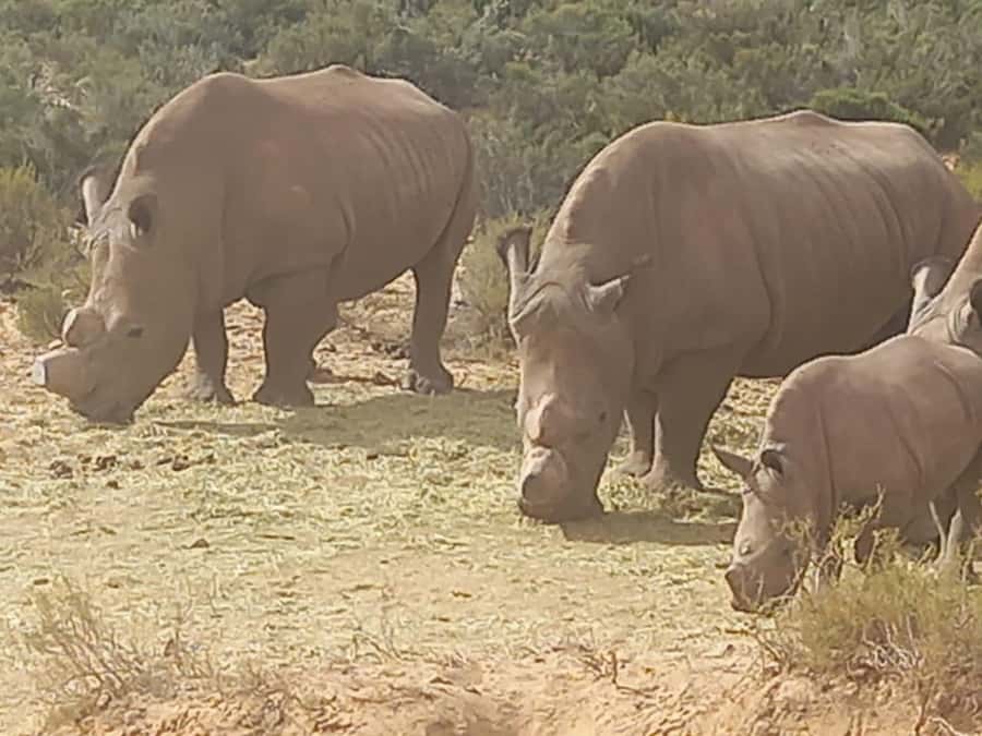 From Cape Town: Aquila Game Reserve Sunset Game Drive - Key points to know before booking