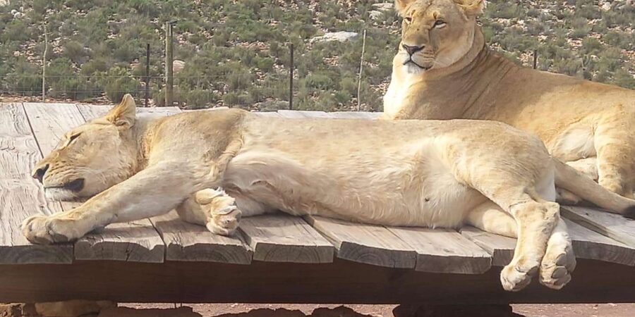 From Cape Town: Aquila Game Reserve Sunset Game Drive - Final call: a practical first safari from Cape Town