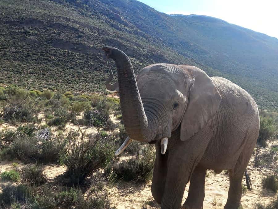 From Cape Town: Aquila Game Reserve Sunset Game Drive - Why Aquila works for a Cape Town itinerary