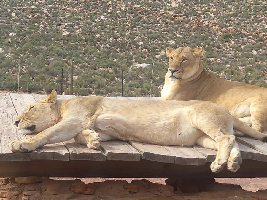 From Cape Town: Aquila Game Reserve Sunset Game Drive - Pickup from Cape Town and the long road south
