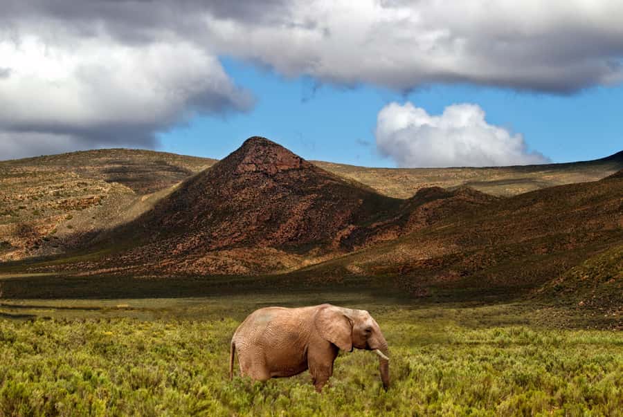 From Cape Town: Big Five Game Reserve with Lunch - Why Aquila works for a Cape Town day trip
