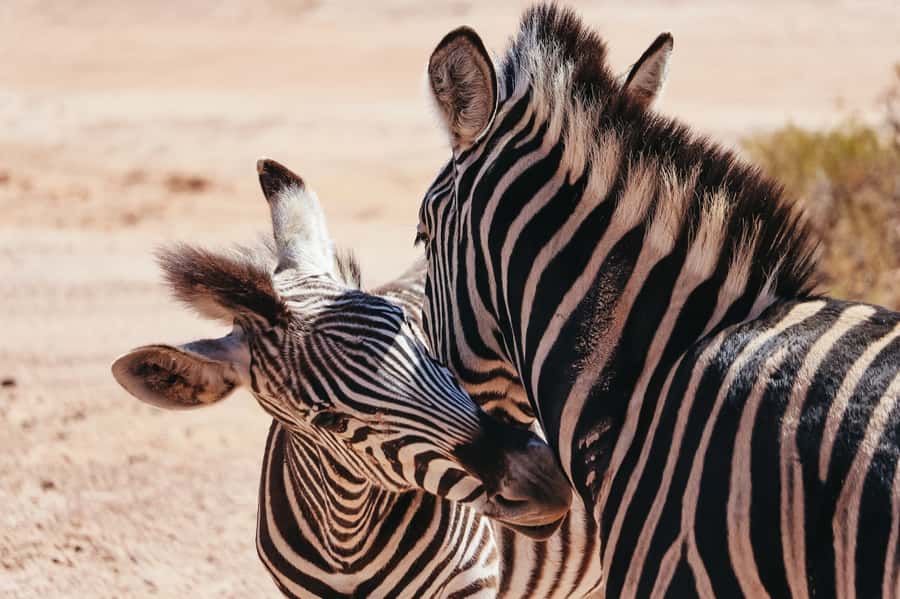 From Cape Town: Big Five Game Reserve with Lunch - The morning pickup and long ride from Cape Town