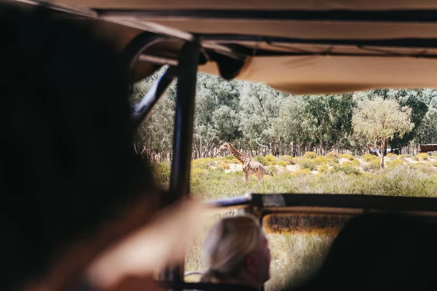 From Cape Town: Big Five Game Reserve with Lunch - Two hours in an open safari vehicle