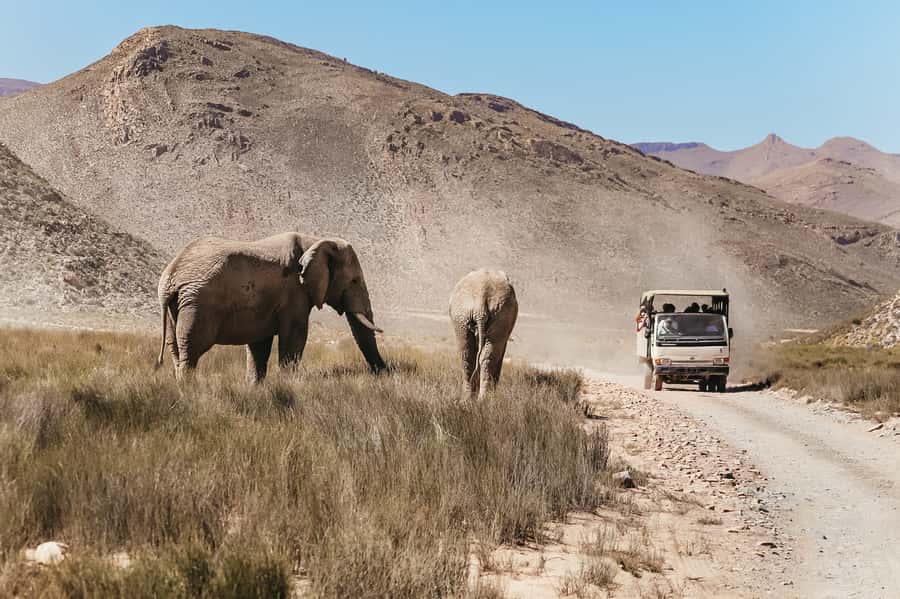 From Cape Town: Big Five Game Reserve with Lunch - Which animals might you see?