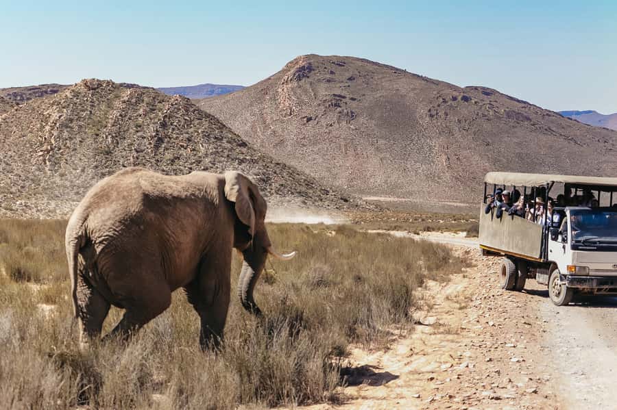 From Cape Town: Big Five Game Reserve with Lunch - The birdlife is worth your attention