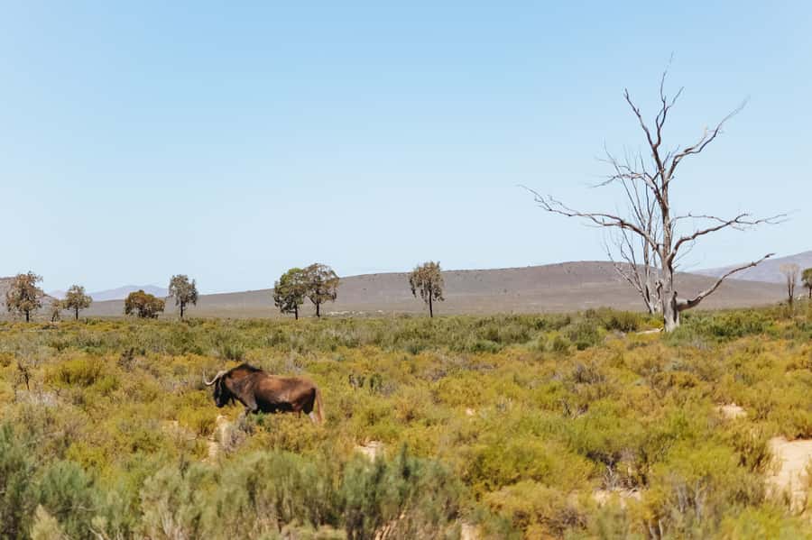 From Cape Town: Big Five Game Reserve with Lunch - Is this a wild safari or a large animal park?