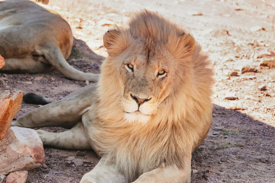 From Cape Town: Big Five Game Reserve with Lunch - What the guides add to the experience